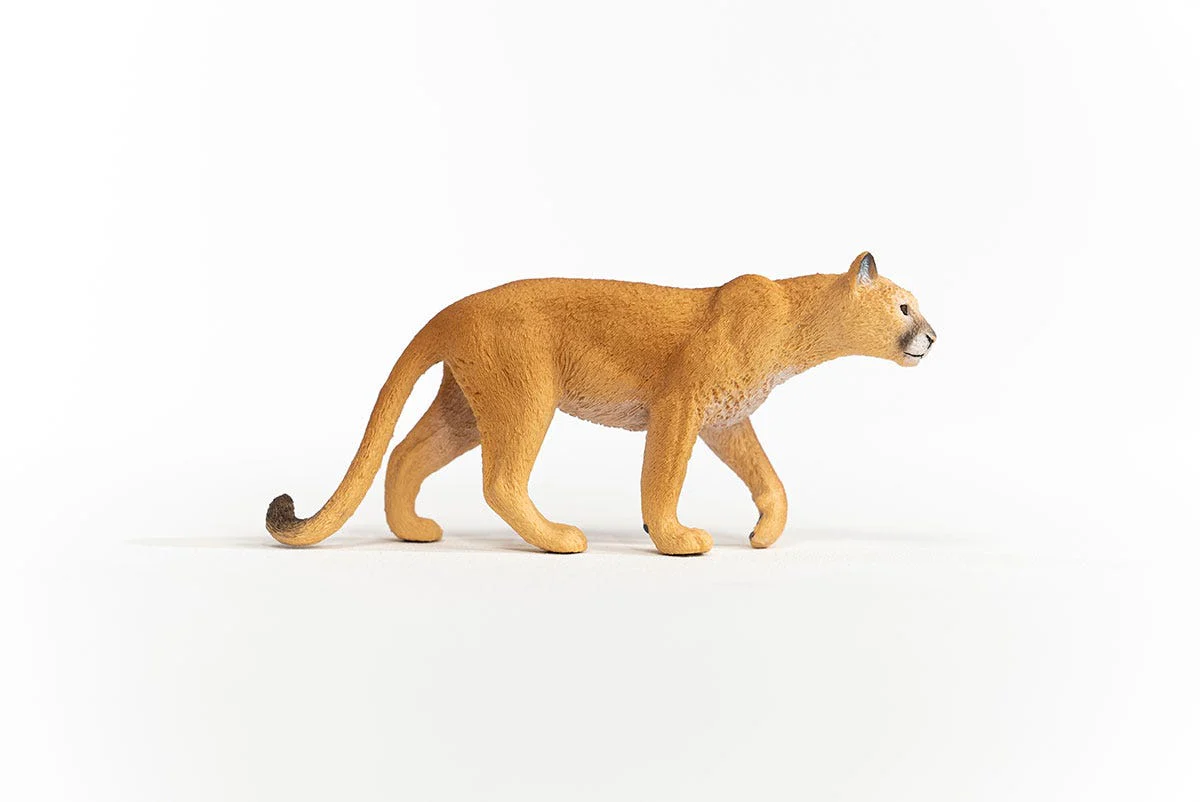 Cougar - Image 5